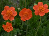 Geum coccineum 3, Saxifraga-Harry Jans Geum coccineum